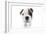 Puppies 023-Andrea Mascitti-Framed Photographic Print