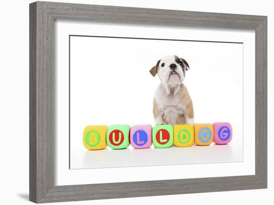 Puppies 024-Andrea Mascitti-Framed Photographic Print