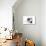 Puppies 025-Andrea Mascitti-Photographic Print displayed on a wall