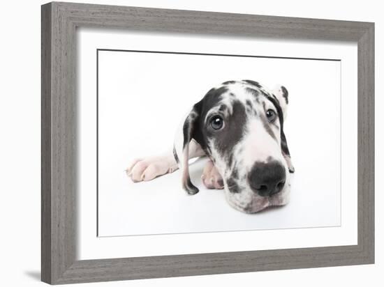 Puppies 025-Andrea Mascitti-Framed Photographic Print