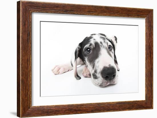 Puppies 025-Andrea Mascitti-Framed Photographic Print