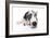 Puppies 025-Andrea Mascitti-Framed Photographic Print