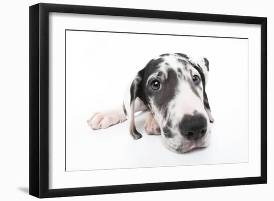 Puppies 025-Andrea Mascitti-Framed Photographic Print