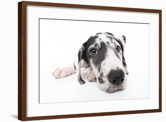 Puppies 025-Andrea Mascitti-Framed Photographic Print