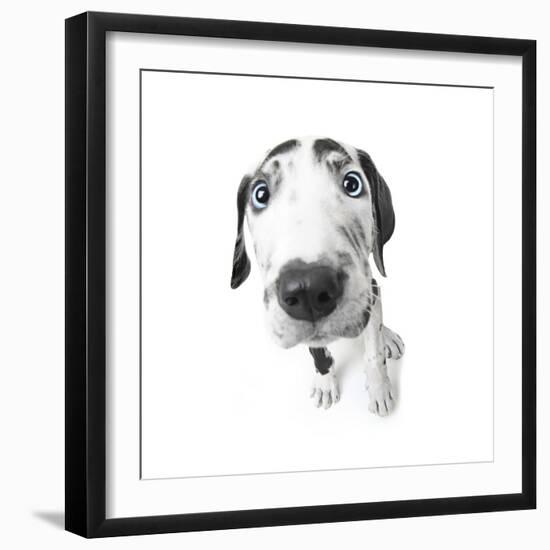 Puppies 027-Andrea Mascitti-Framed Photographic Print