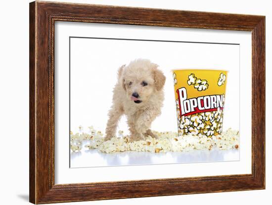 Puppies 028-Andrea Mascitti-Framed Photographic Print