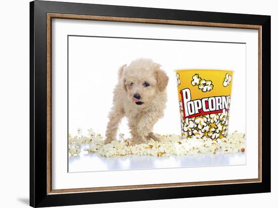 Puppies 028-Andrea Mascitti-Framed Photographic Print