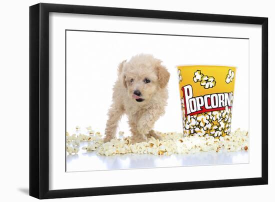 Puppies 028-Andrea Mascitti-Framed Photographic Print