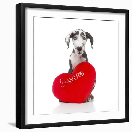 Puppies 029-Andrea Mascitti-Framed Photographic Print