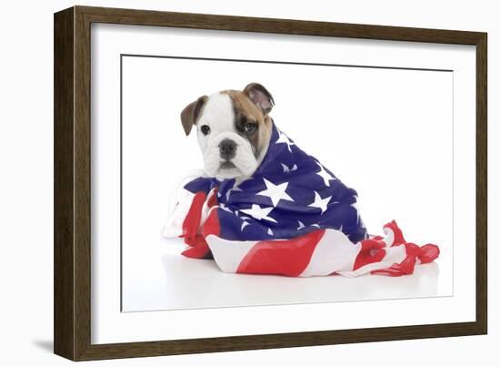Puppies 032-Andrea Mascitti-Framed Photographic Print