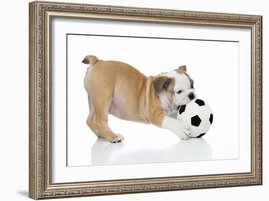 Puppies 033-Andrea Mascitti-Framed Photographic Print