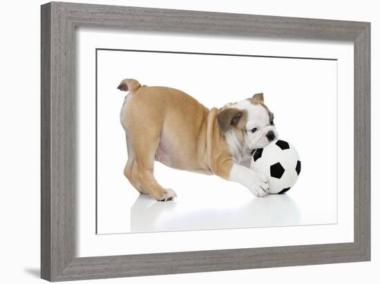 Puppies 033-Andrea Mascitti-Framed Photographic Print