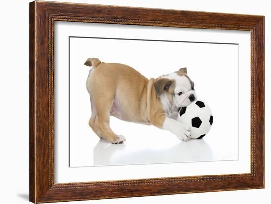 Puppies 033-Andrea Mascitti-Framed Photographic Print