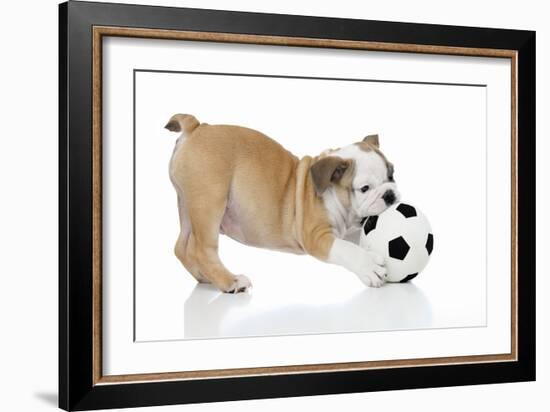 Puppies 033-Andrea Mascitti-Framed Photographic Print