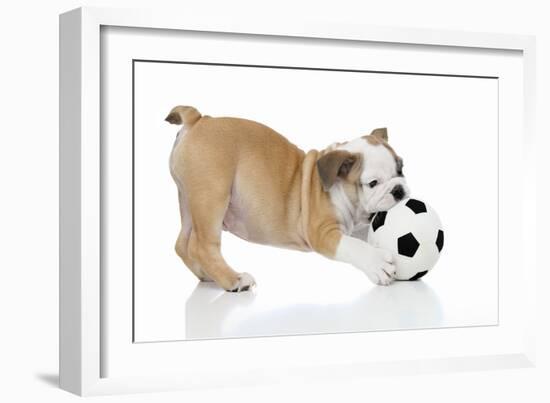 Puppies 033-Andrea Mascitti-Framed Photographic Print