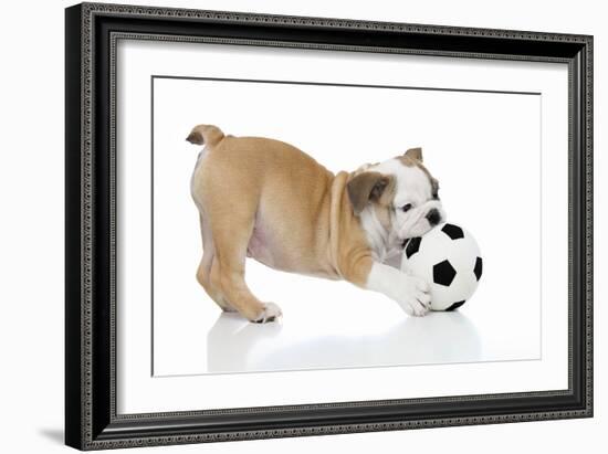 Puppies 033-Andrea Mascitti-Framed Photographic Print