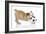 Puppies 033-Andrea Mascitti-Framed Photographic Print