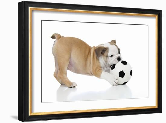 Puppies 033-Andrea Mascitti-Framed Photographic Print