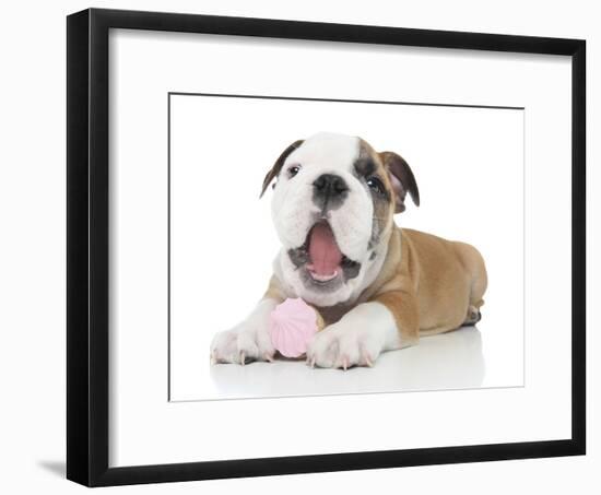 Puppies 035-Andrea Mascitti-Framed Photographic Print