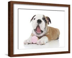 Puppies 035-Andrea Mascitti-Framed Photographic Print
