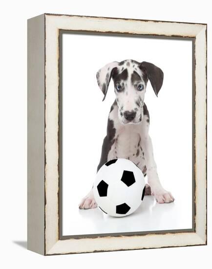 Puppies 036-Andrea Mascitti-Framed Premier Image Canvas