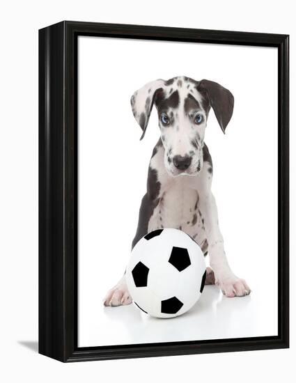 Puppies 036-Andrea Mascitti-Framed Premier Image Canvas