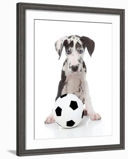 Puppies 036-Andrea Mascitti-Framed Photographic Print