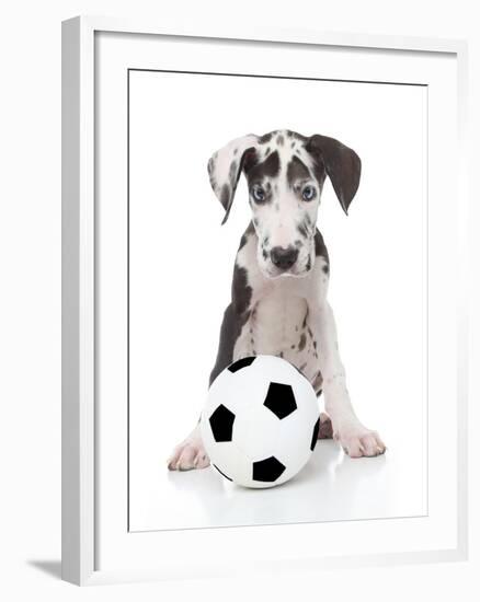 Puppies 036-Andrea Mascitti-Framed Photographic Print