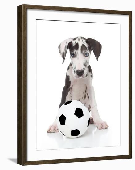 Puppies 036-Andrea Mascitti-Framed Photographic Print