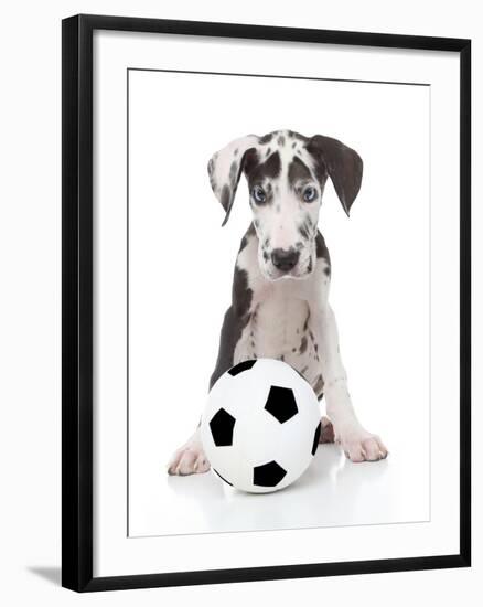 Puppies 036-Andrea Mascitti-Framed Photographic Print