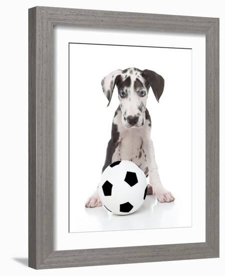 Puppies 036-Andrea Mascitti-Framed Photographic Print