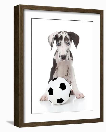 Puppies 036-Andrea Mascitti-Framed Photographic Print