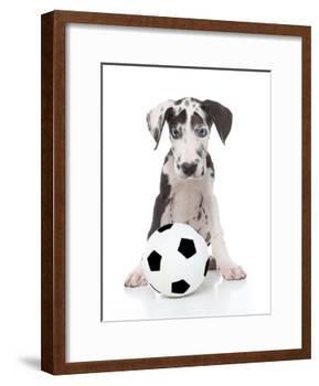 Puppies 036-Andrea Mascitti-Framed Photographic Print