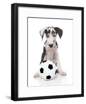 Puppies 036-Andrea Mascitti-Framed Photographic Print