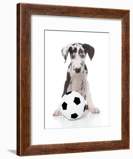 Puppies 036-Andrea Mascitti-Framed Photographic Print