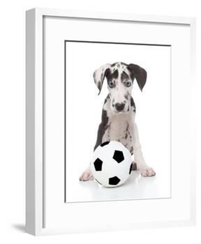 Puppies 036-Andrea Mascitti-Framed Photographic Print