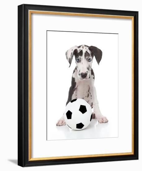 Puppies 036-Andrea Mascitti-Framed Photographic Print