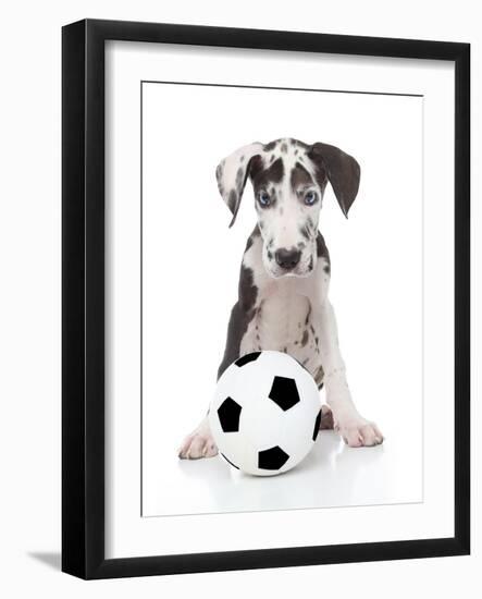 Puppies 036-Andrea Mascitti-Framed Photographic Print