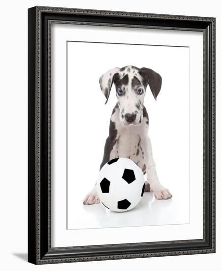 Puppies 036-Andrea Mascitti-Framed Photographic Print