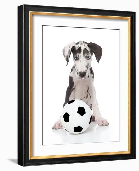 Puppies 036-Andrea Mascitti-Framed Photographic Print