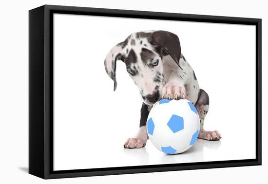 Puppies 037-Andrea Mascitti-Framed Premier Image Canvas