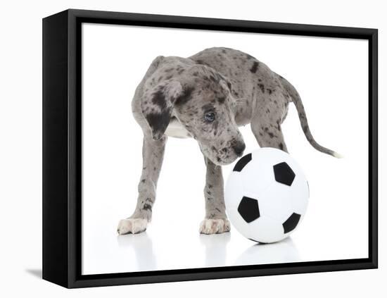 Puppies 038-Andrea Mascitti-Framed Premier Image Canvas