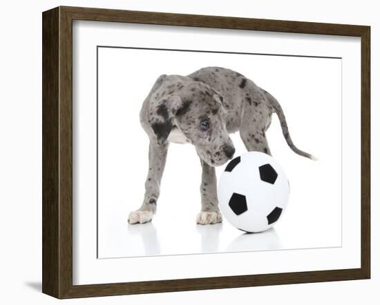 Puppies 038-Andrea Mascitti-Framed Photographic Print