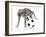 Puppies 038-Andrea Mascitti-Framed Photographic Print