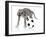 Puppies 038-Andrea Mascitti-Framed Photographic Print