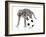 Puppies 038-Andrea Mascitti-Framed Photographic Print