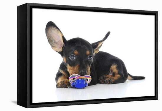 Puppies 041-Andrea Mascitti-Framed Premier Image Canvas