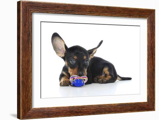 Puppies 041-Andrea Mascitti-Framed Photographic Print