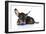 Puppies 041-Andrea Mascitti-Framed Photographic Print