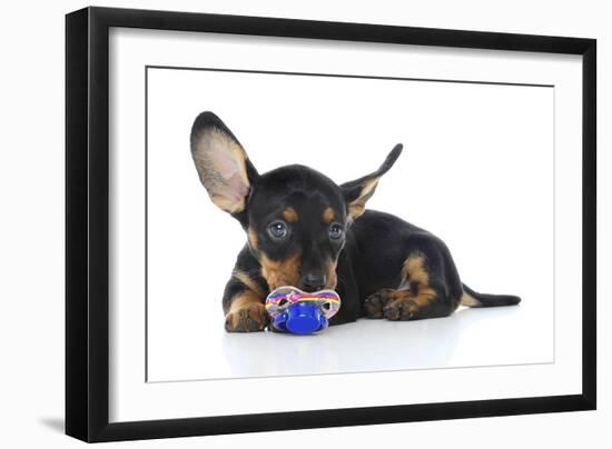 Puppies 041-Andrea Mascitti-Framed Photographic Print